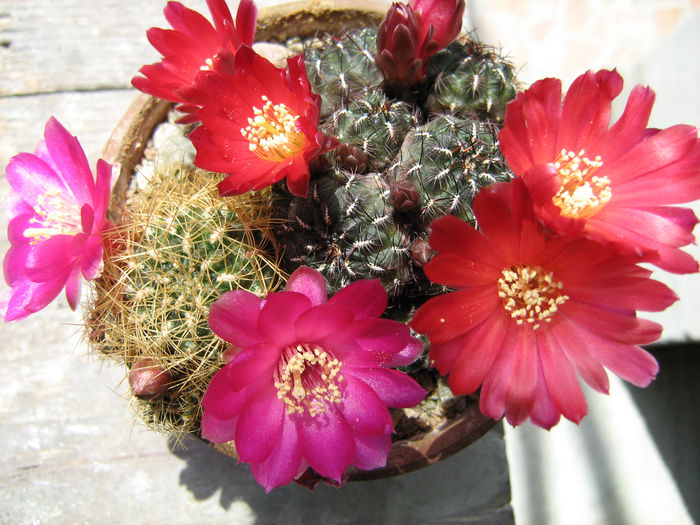 IMG_0195 - Flori de Cactus