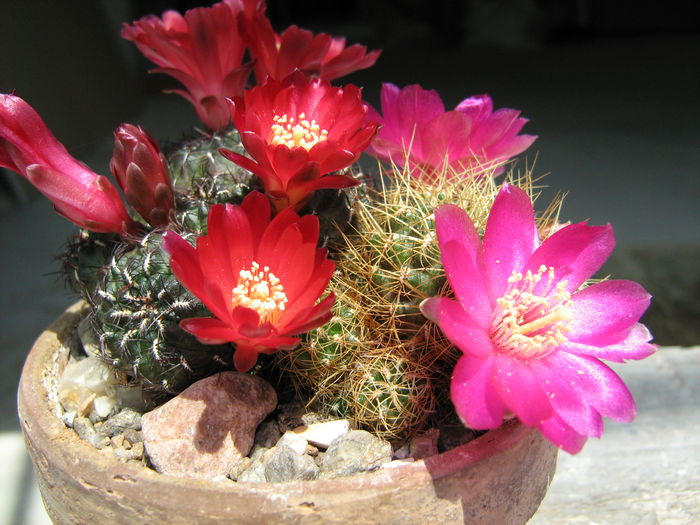 IMG_0193 - Flori de Cactus