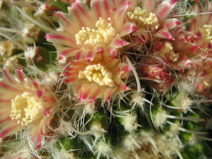 IMG_0222 - Flori de Cactus