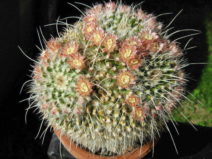 IMG_0219 - Flori de Cactus