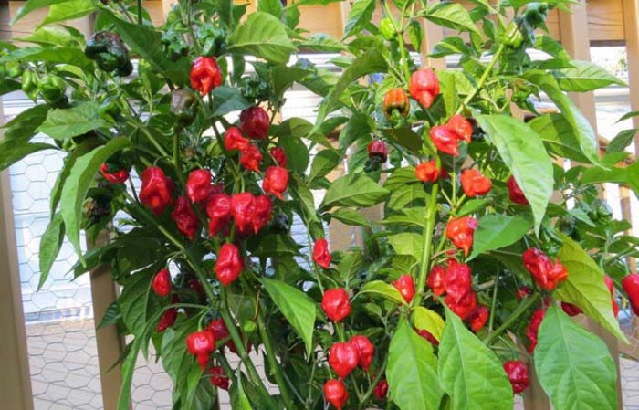 ardei CAROLINA _REAPER  2 - CAROLINA REAPAR