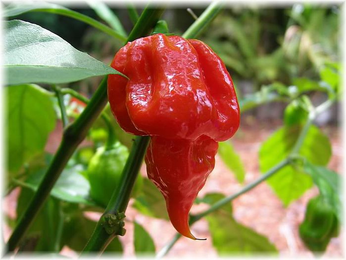 ardei TRINIDAD SCORPION BUTCH 6