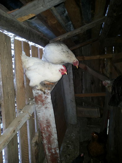 cu prietena ei mai mare