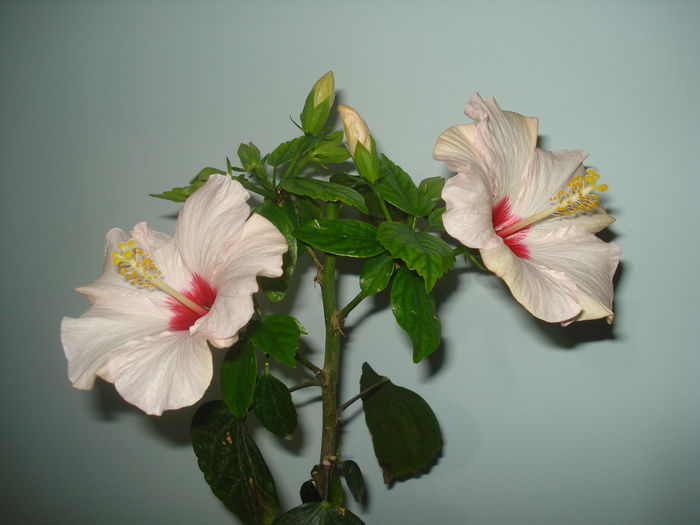 ...alte - HIBISCUS 2015