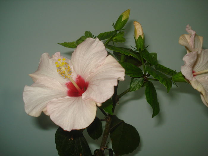 03.02.2015 - HIBISCUS 2015