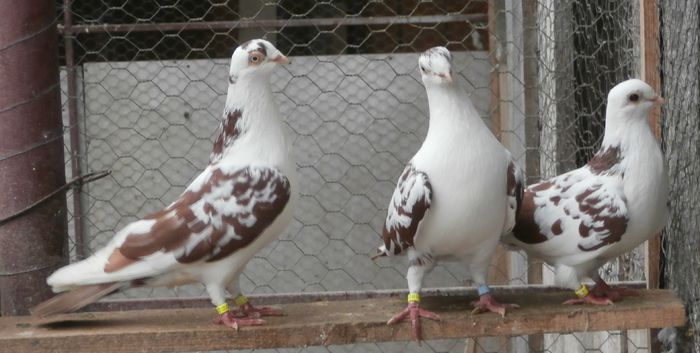 Jucatori-de-galati - Porumbei in Lume