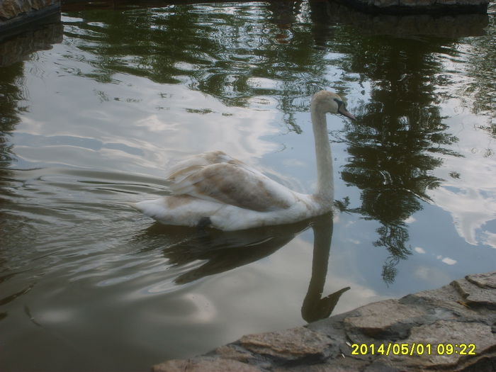 LEBEDELE DIN PARCUL COPIILOR BUC.