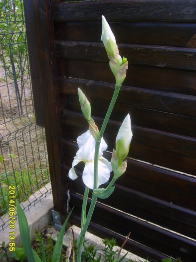 S5000826 - IRISI
