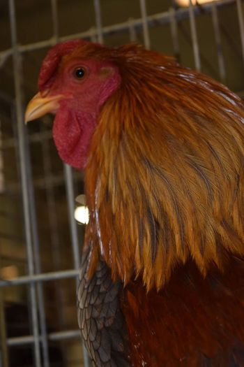 10003659_727001710748178_8750905879401335694_o