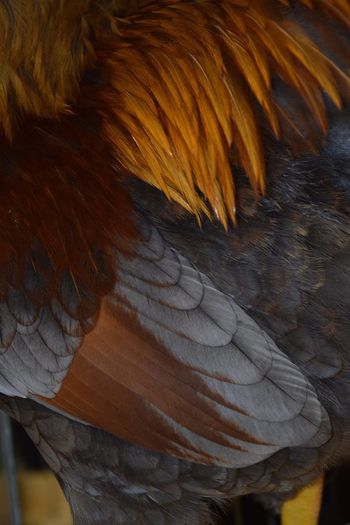 10869405_727001664081516_5239296560508375768_o