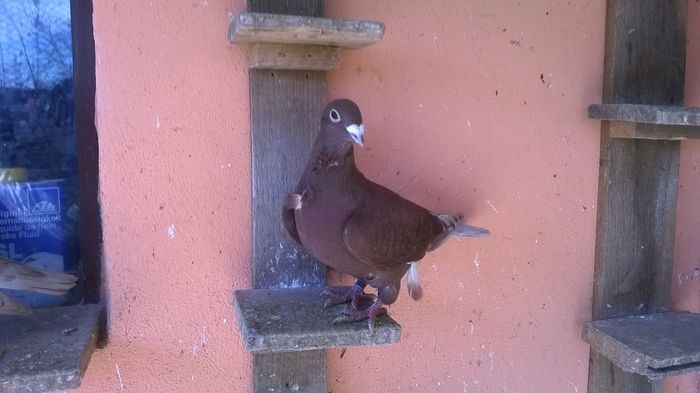 WP_20150204_11_55_38_Pro