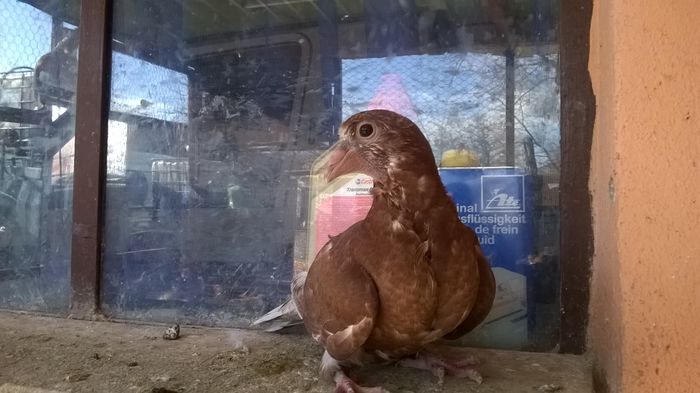 WP_20150204_11_59_25_Pro