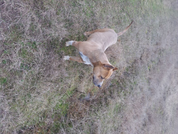 Amstaff - Amstaff