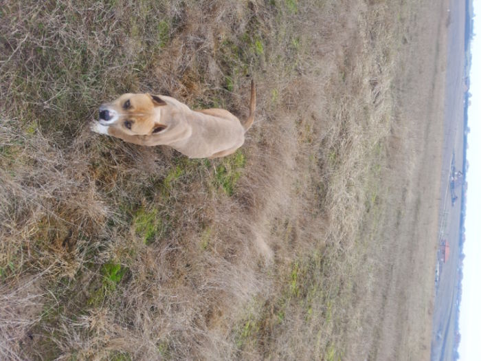 Amstaff; Mascul linie Ungaria !!
