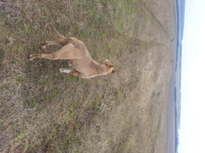 Amstaff - Amstaff