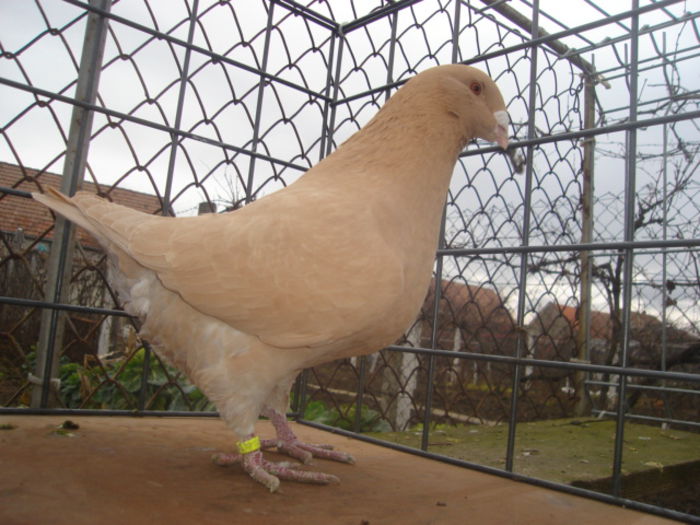 F 2011 H - ARHIVA