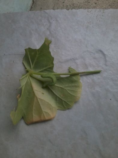 OMIDA IN VIZITA LA O MUSCATA