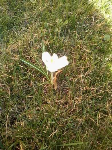 branduse in gazon  in curte