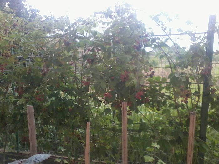 2014-07-12  se coc murele