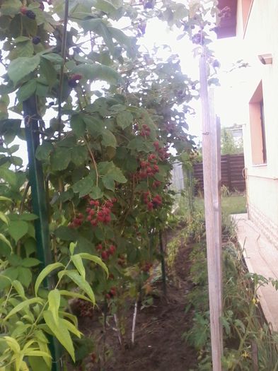2014-07-12 14.10.48 - fLORILE    LUI   TEO