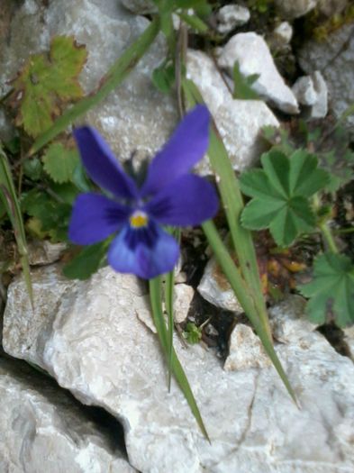 2014-08-19 panseluta  de stanca