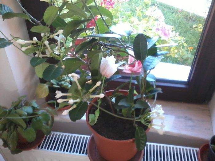 2014-08-30 09.11.55 - fLORILE    LUI   TEO