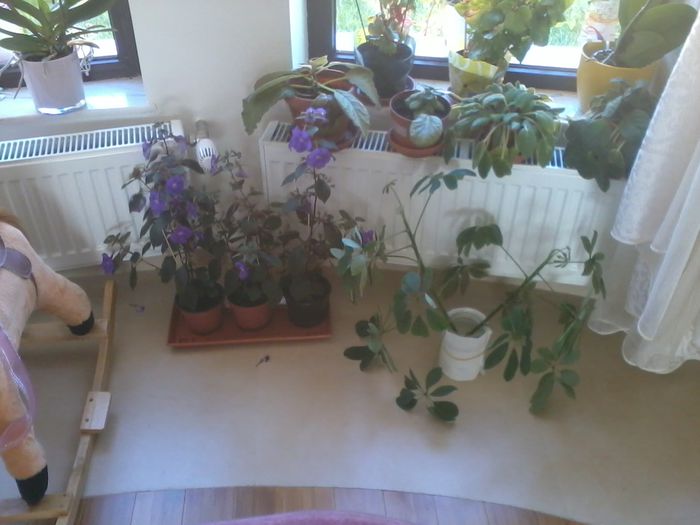 2014-08-30 09.12.13 - fLORILE    LUI   TEO