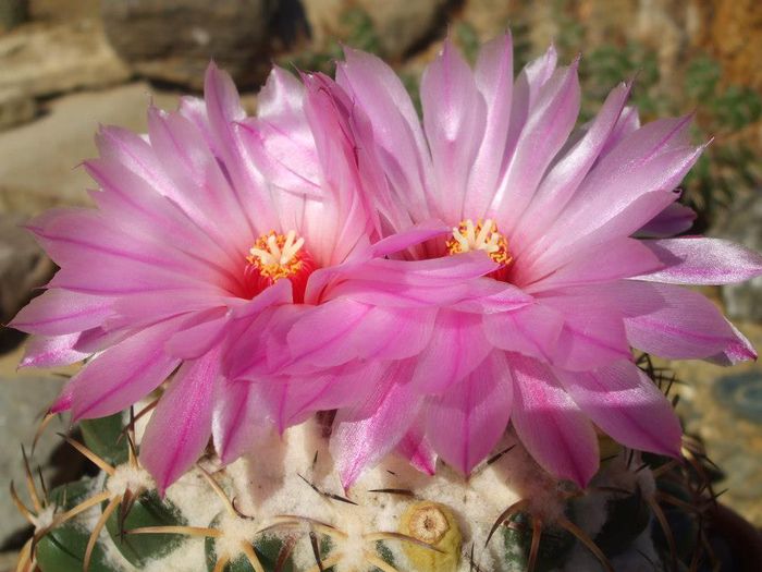 Coryphantha elepahantidens