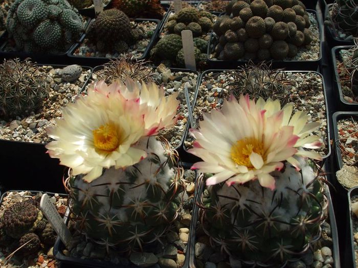 Coryphantha tripugionacantha L 1464 Huejuquilla ,