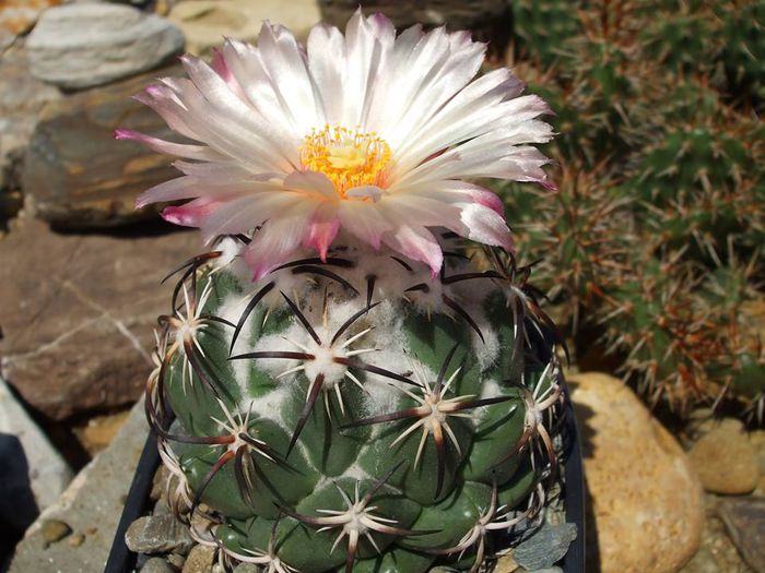1012628_530595056995259_216042913_n - Cactusi 2014