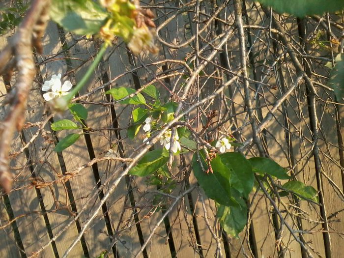 2014-09-10 18.37.19 - fLORILE    LUI   TEO