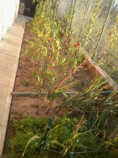 gradina in  2014           jale  mare