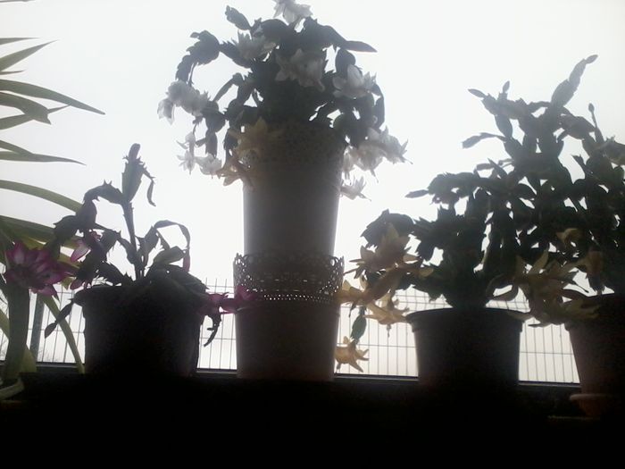 2014-11-09 12.30.34 - fLORILE    LUI   TEO