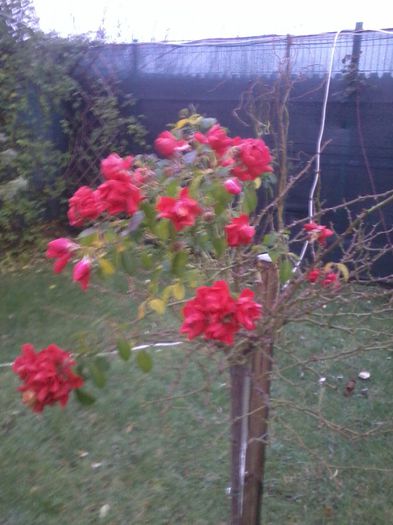 2014-12-12 07.46.32 - fLORILE    LUI   TEO