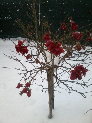 2015-01-04 13.11.24 - fLORILE    LUI   TEO