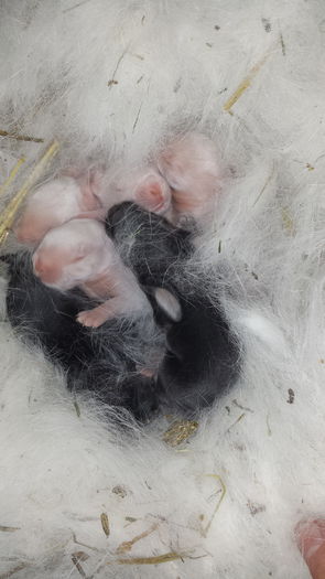 6 pui(4 albi un chinchila si 1 negru) - cuib din 1 februarie 2015