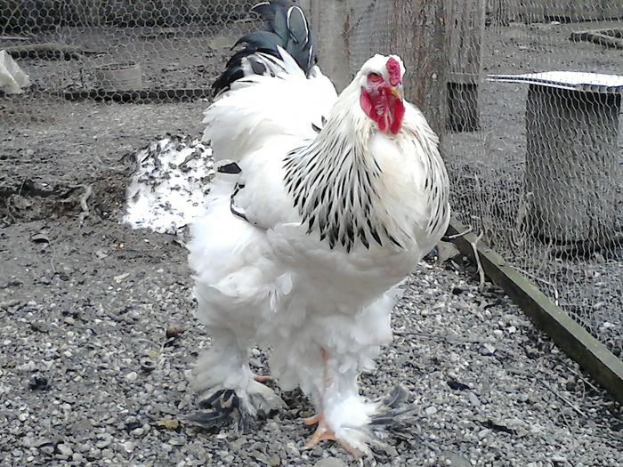 DSC_0468 - BRAHMA 2015