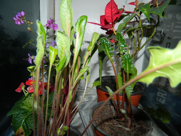 DSCN0552 - 2015_FEBRUARIE