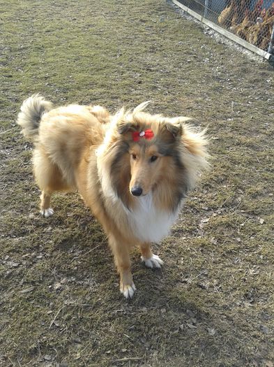 20150204_131048 - Lassie Collie Rough