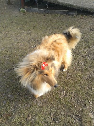 20150204_131123 - Lassie Collie Rough