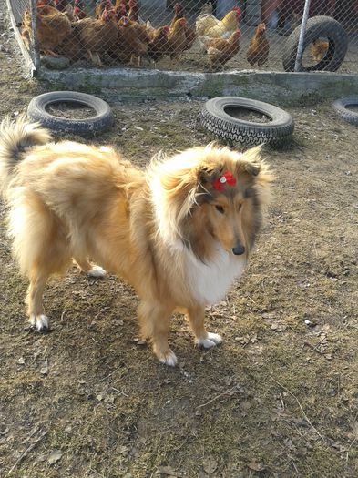 20150204_131130 - Lassie Collie Rough