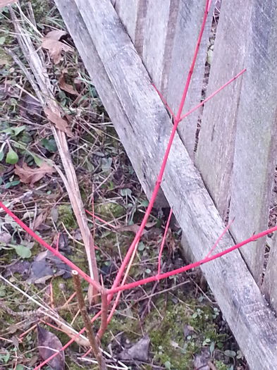 Corn rosu- in zi innorata - COMANDA STARKL_2