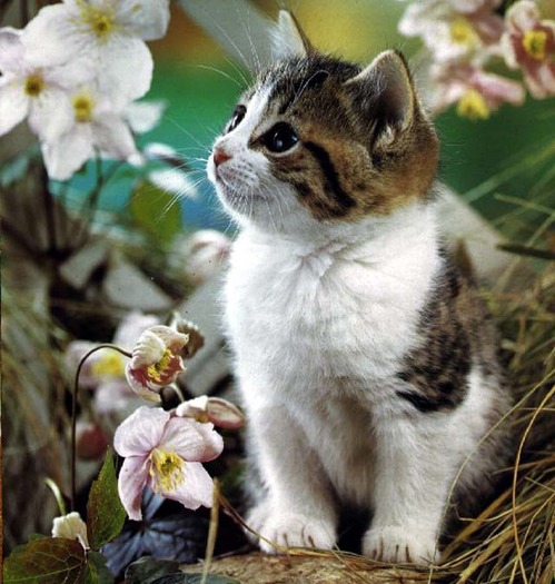 pisica Floricuta - Animale
