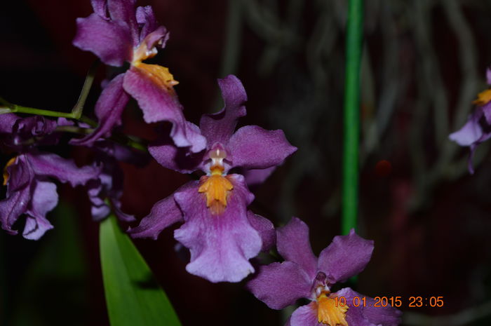 DSC_0178 - Oncidium