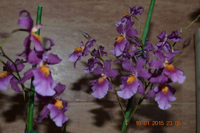 DSC_0181 - Oncidium