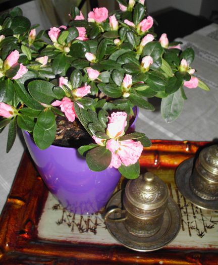 azalee roz - flori de interior