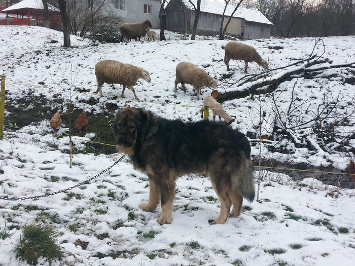 20150203_121423 - ciobanesti caucazieni