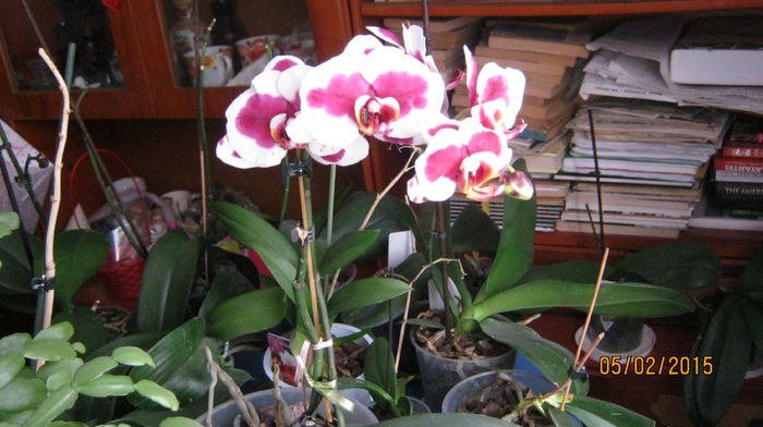 orhidee , anul trecut a avut vreo 20 de flori - februarie
