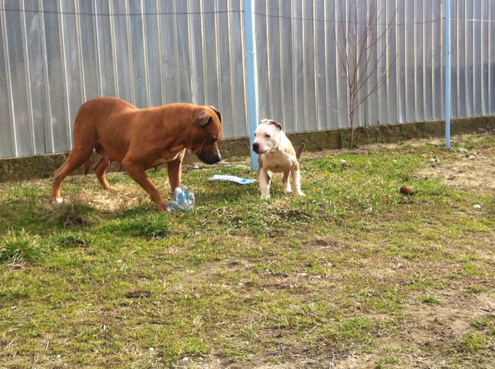 4 luni jumate - firicel pitbull 4 luni