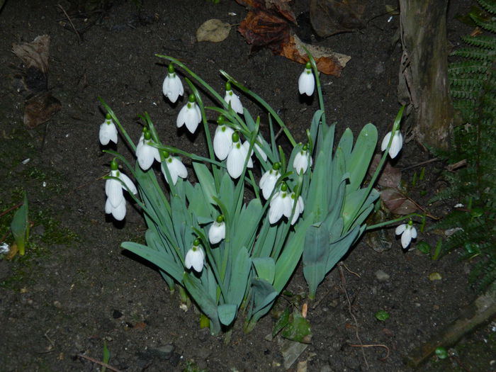 DSCN0573 - 2015_FEBRUARIE